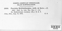 Tilletia muhlenbergiae image